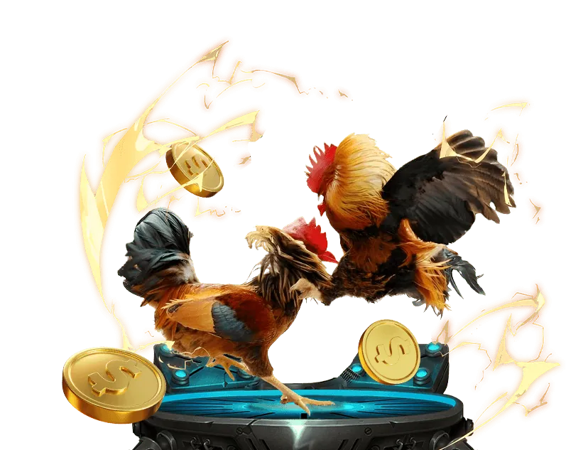 Lịch thi đấu đá gà Thomo trực tiếp hôm nay